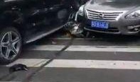 武汉爆料奔驰车祸视频,惊险瞬间，生命悬于一线